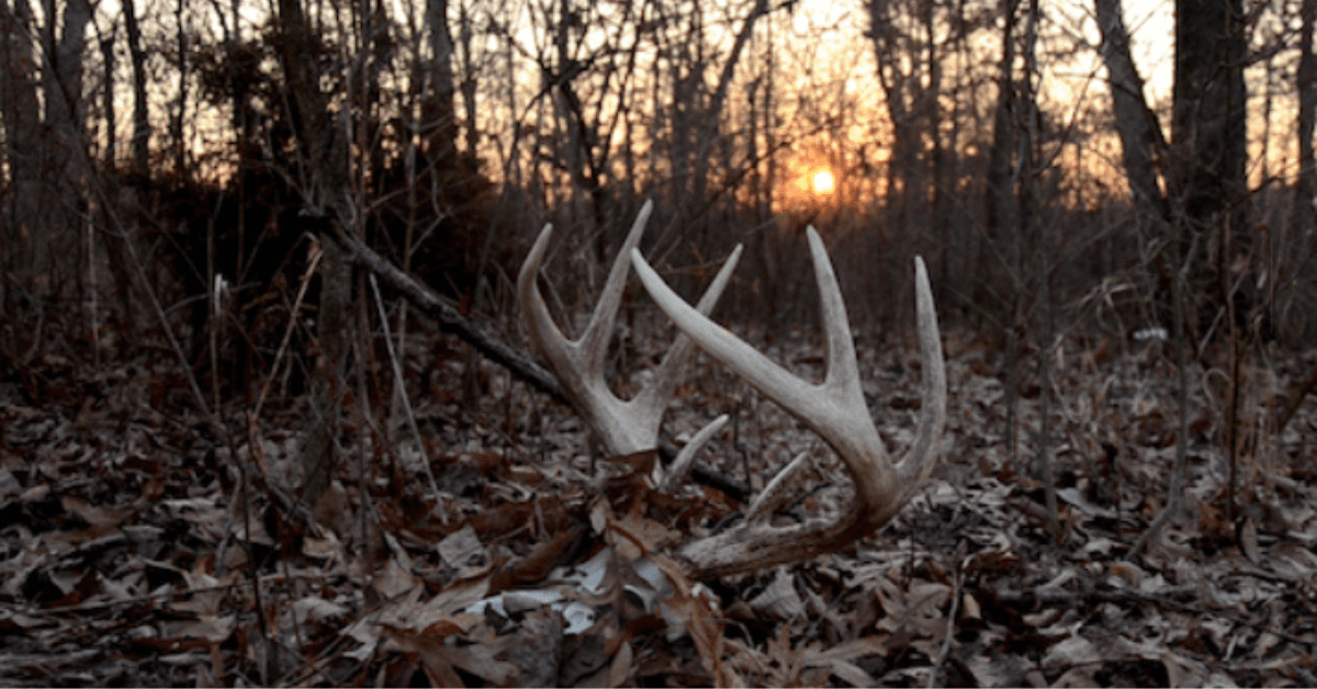 Featured Image for How Average Hunters Can Fix the Deer Decline